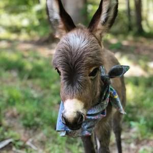 Meet your Posher, Debi